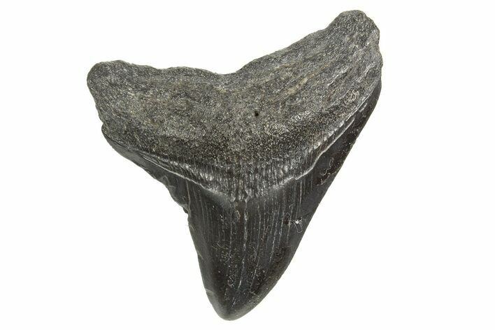 Juvenile Megalodon Tooth - South Carolina #340593
